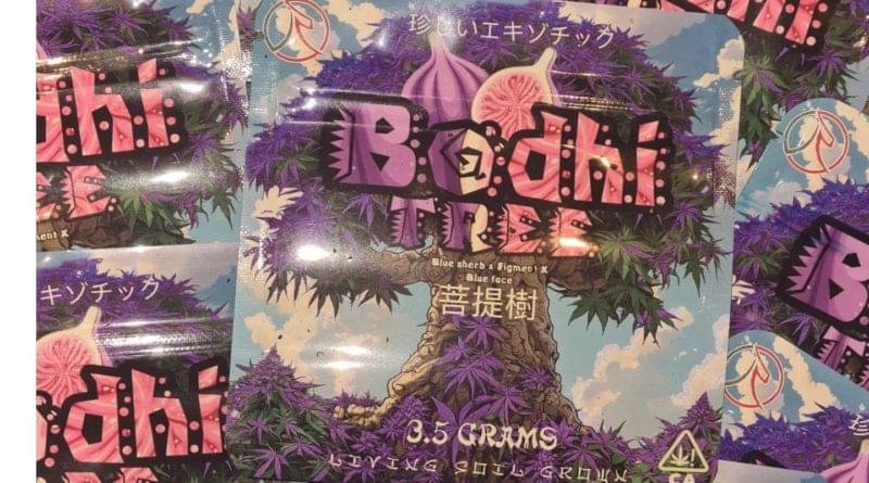 Buy Bodhi Tree Strain by Rare Exotics UK